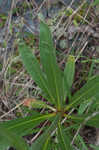 Longleaf buckwheat